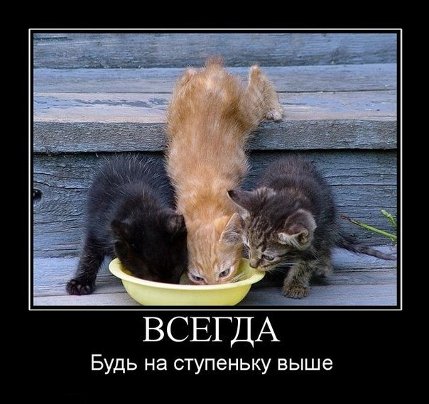 Мохнатые беспредельщики
