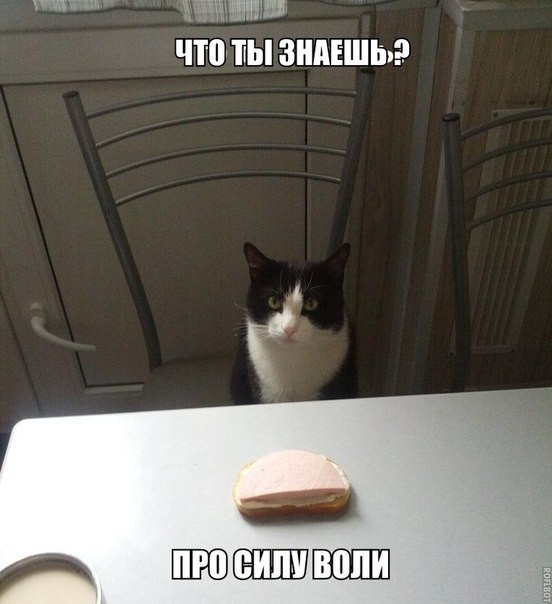Прикольные животные