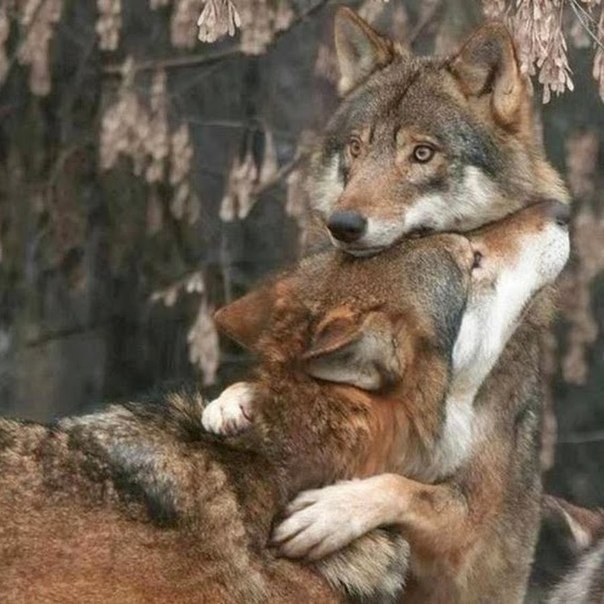 Прикольные животные