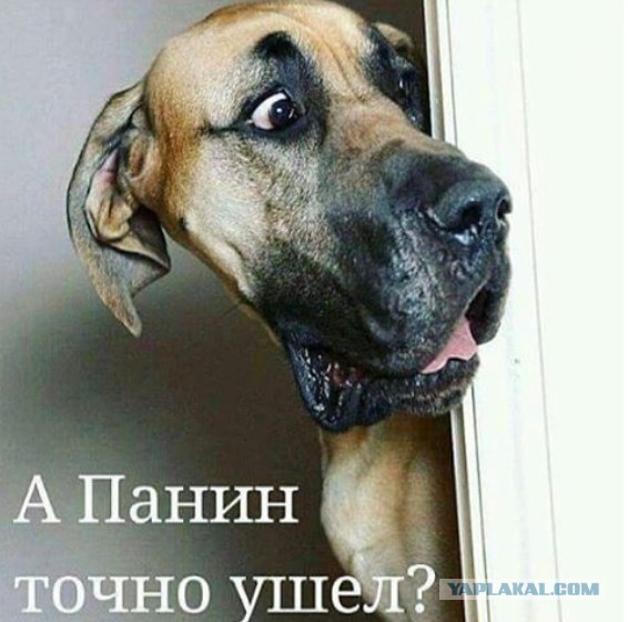 Панин ответил про собаку