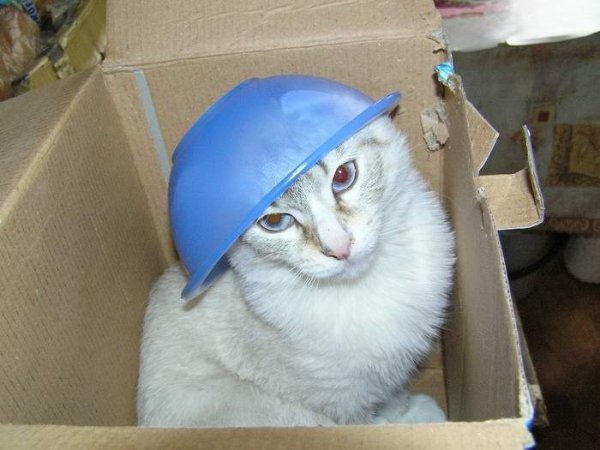 Коты из сети