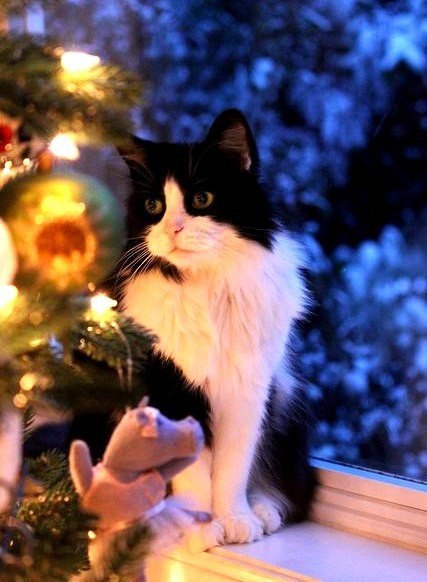 Коты из сети