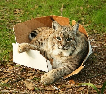 Коробочные коты или кошачий склад