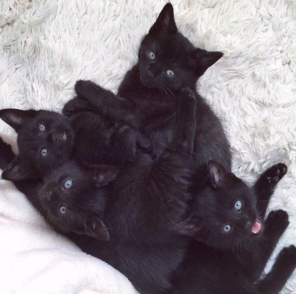 Коты из сети