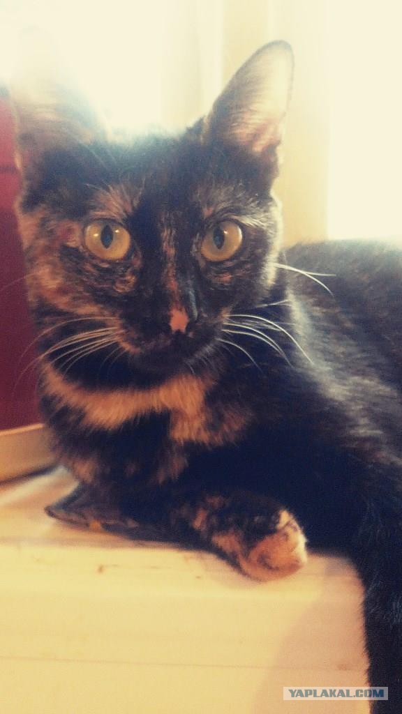 Котовторник 07.02.2017