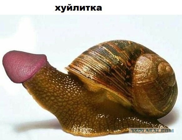 Немного пошлятины. Юмор для взрослых