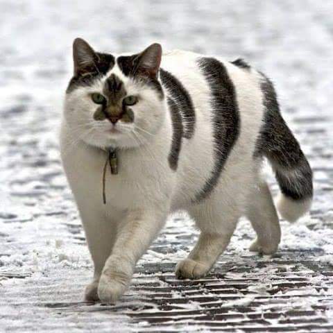 Коты и Кошки