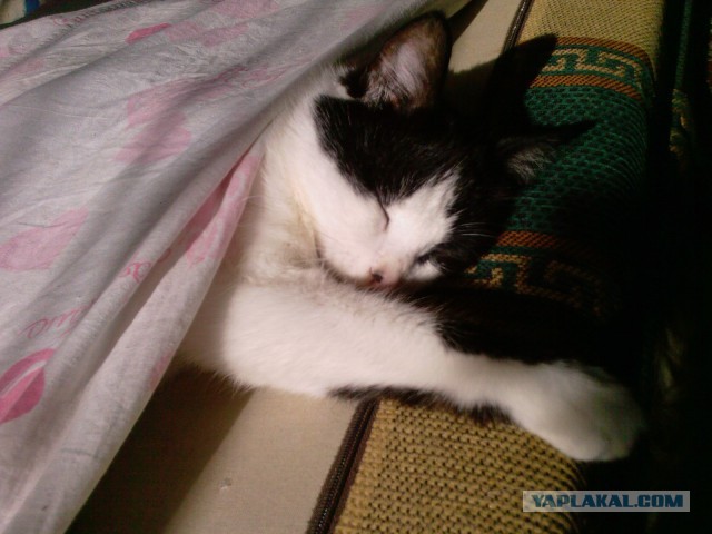 Коты и Кошки