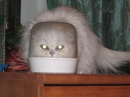 Коты и Кошки