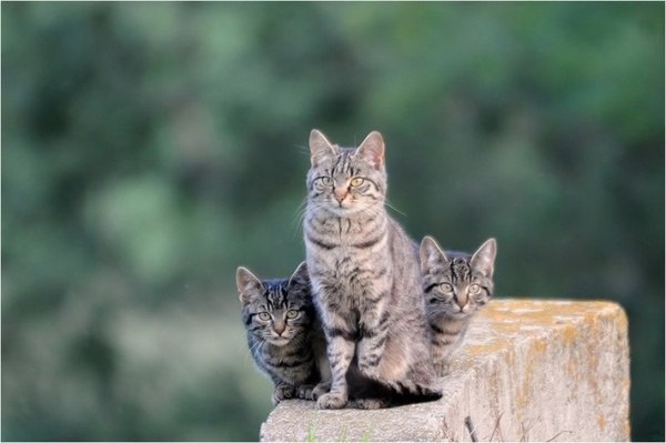 Коты и Кошки