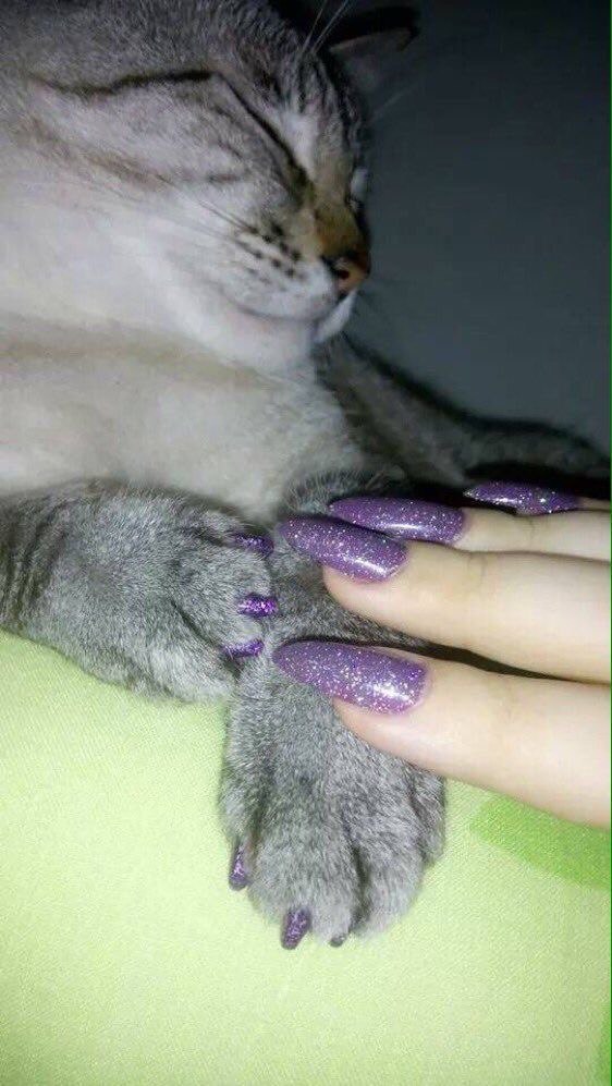 Коты и Кошки