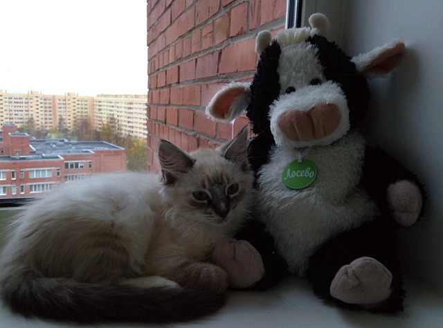 Коты и Кошки