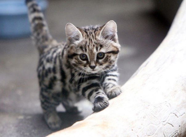 Коты и Кошки