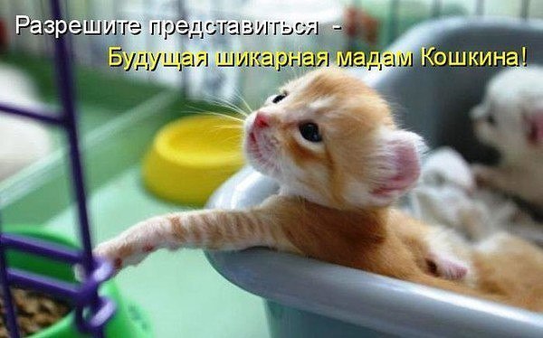 Коты и Кошки