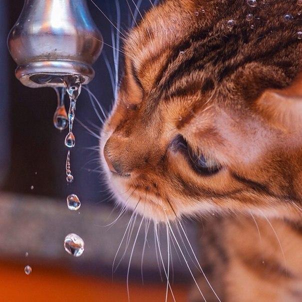 Коты и Кошки