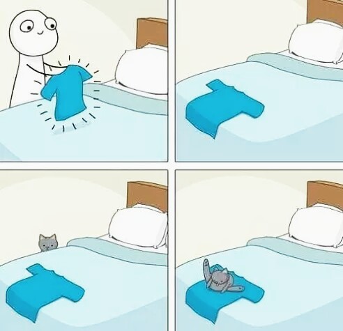 Котовторник