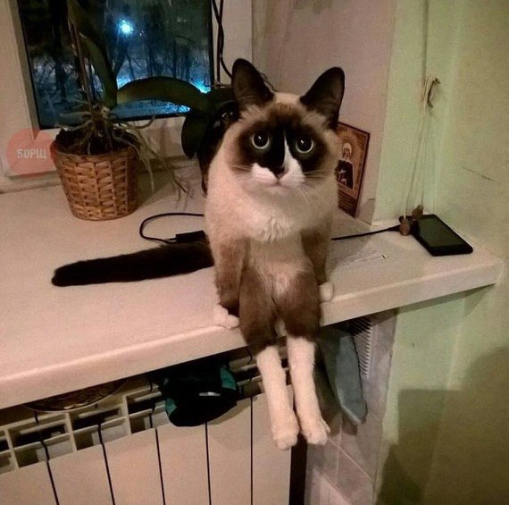Коты и Кошки