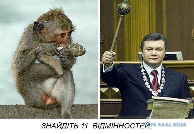 Януковище косноязыкое!