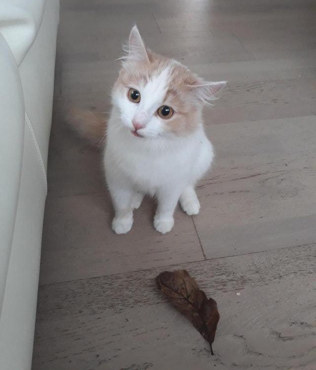 Прикольных котов пост