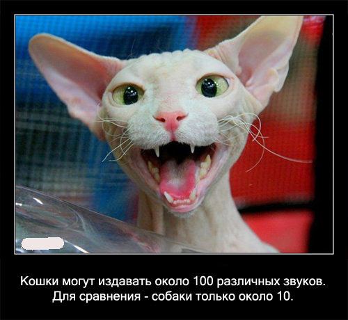Интересные факты о кошках в картинках, 90 штук