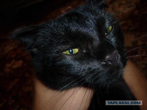 Первый котовторник августа