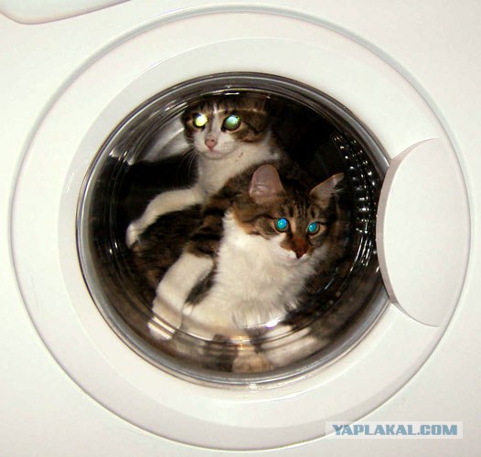 Котейкин вторник! Космический 12.04!