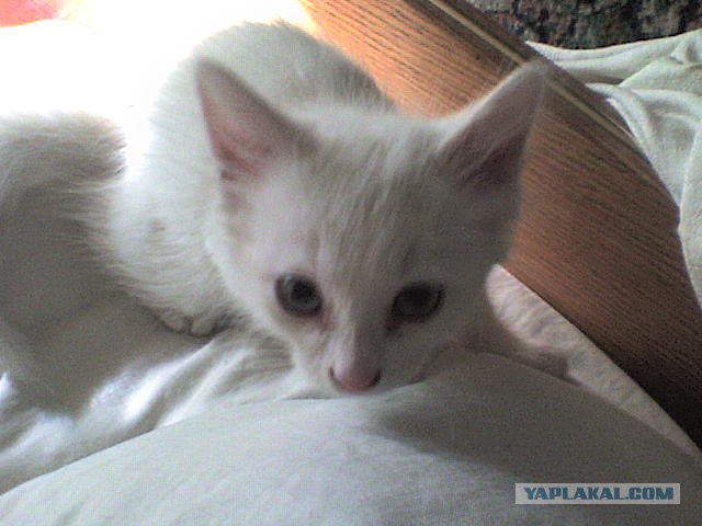 Котовторник!