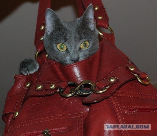 Котовторник 06.12.2011
