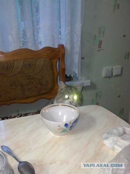 Котовторник 17 января
