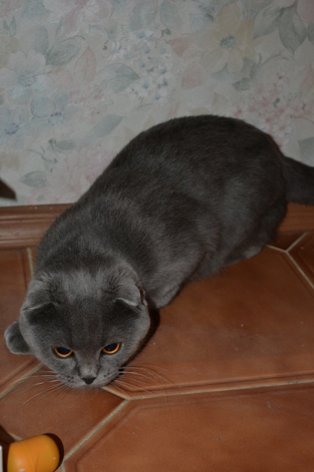 Котовторник 27.03.2012