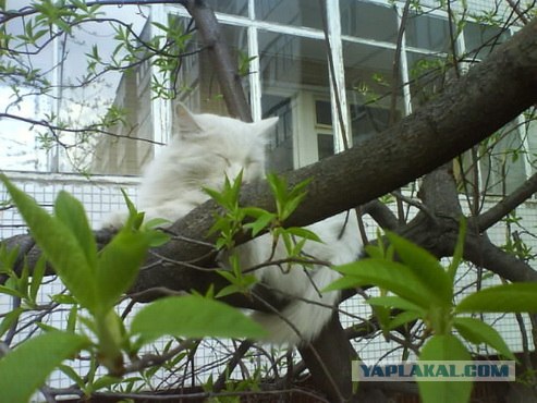 Котовторник 24.04.2012