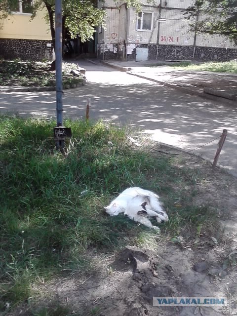 Котовторник   5.06.2012