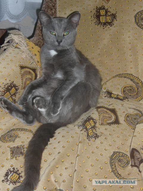 Котовторник ( 23.10. 2012. )
