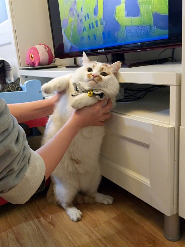Прикольных котов пост