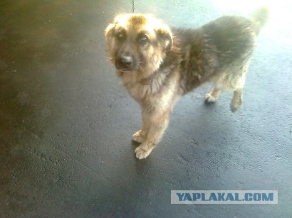 Самые смешные снимки животных за 2012 год