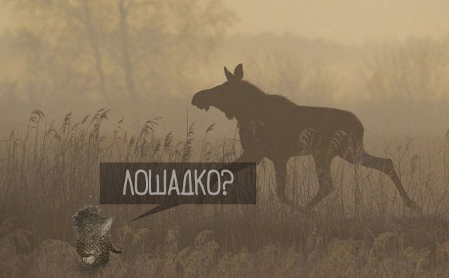 Прикольные и просто красивые картинки 14.08.2019