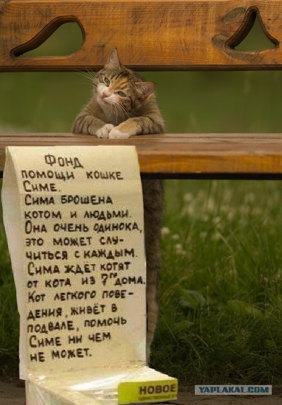 Фотожаба "Кот-коммерсант"