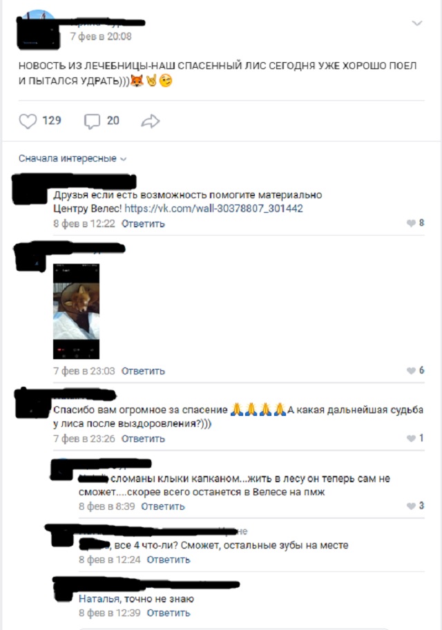 Лис попросил помощи у людей