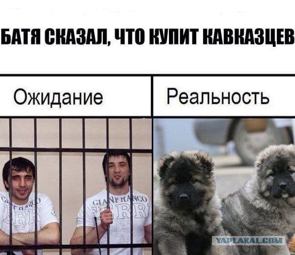 Чернушка лайт к выходным
