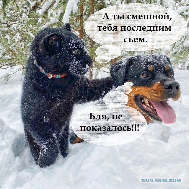 Дружба крепкая не сломается, Не расклеится от дождей и вьюг