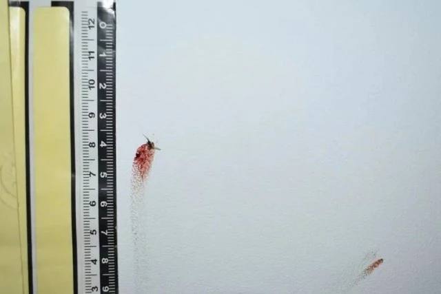 Китайские полицейские поймали вора благодаря убитому комару