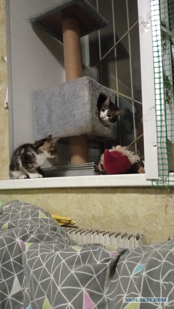 Котовторник, пополнение