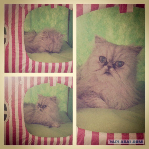 Котовторник 09.04.2013