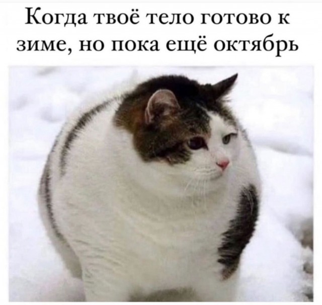 Жизнь домашнего приюта "Котоленд" 412