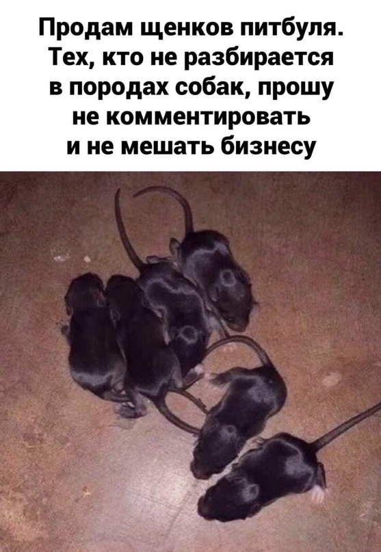 В Челябинской области пенсионерка развела дома мангустов, которые оказались крысами