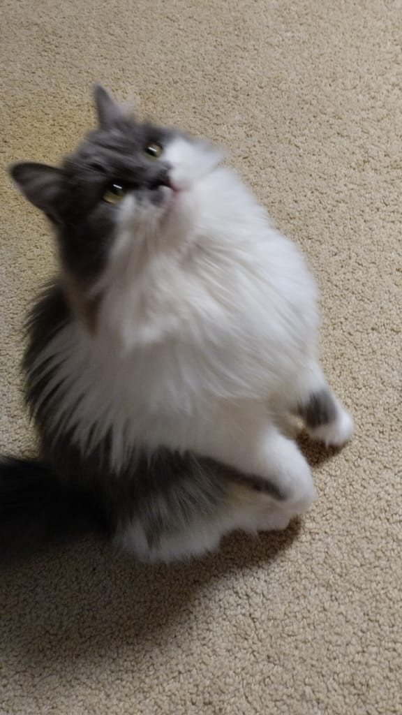 Котовторник 05/11/2024