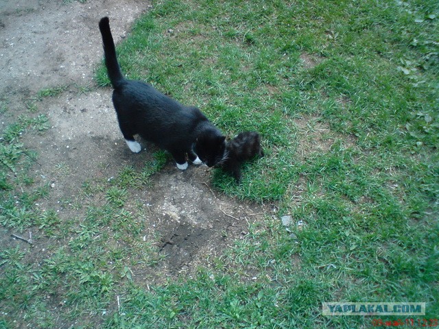 Котовторник 04.06.2013