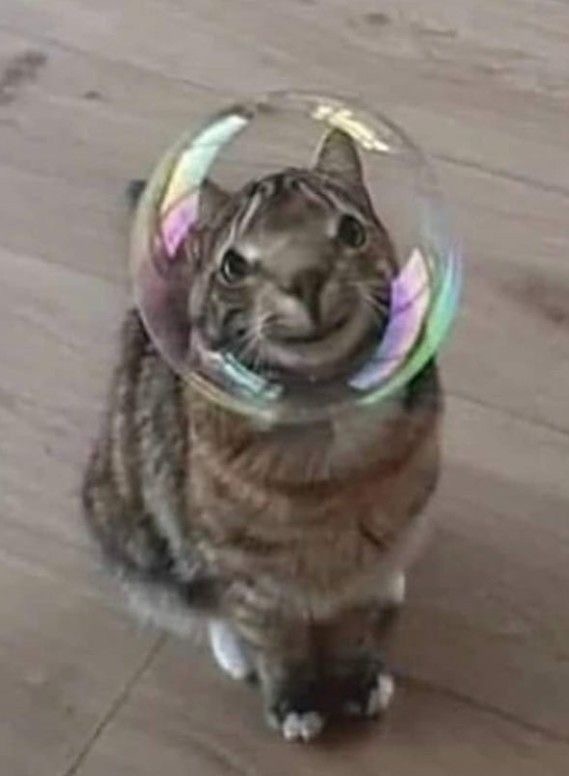 Котовторник в картинках