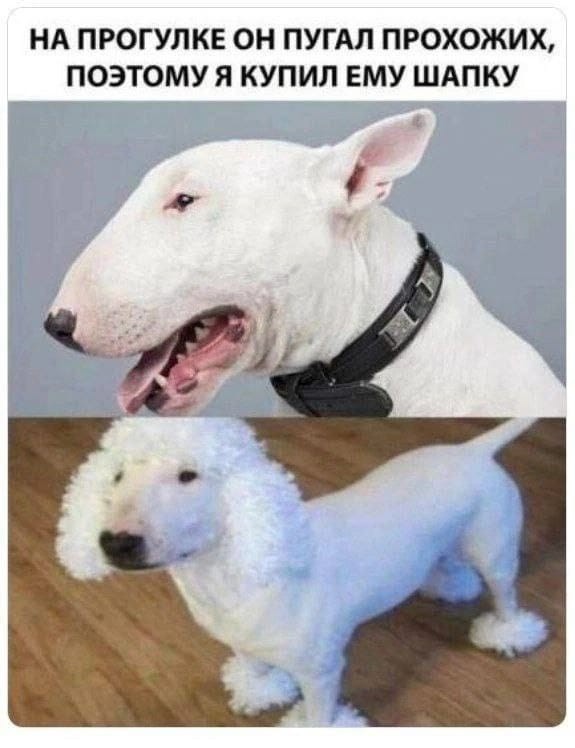 Кот в наушниках мем