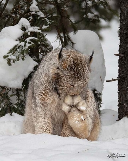 Кофеин и Никотин